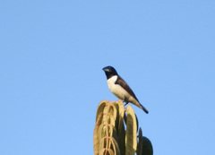 Spermestes fringilloides