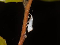 Eucalantica polita