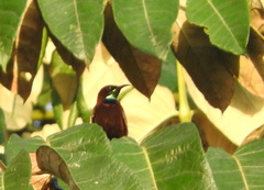 Chalcomitra rubescens