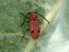 Tetraopes basalis