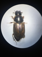 Melinopterus prodromus