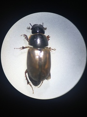 Melinopterus prodromus