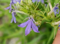 Palmerella debilis serrata