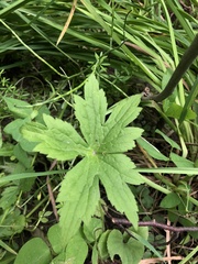 Anemonastrum canadense