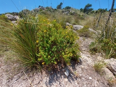 Hypericum balearicum