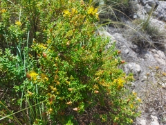 Hypericum balearicum