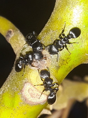 Procryptocerus