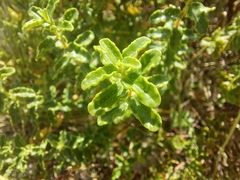 Hypericum balearicum