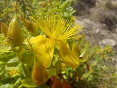 Hypericum balearicum
