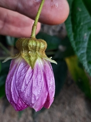 Callianthe rufinerva