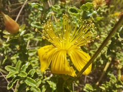 Hypericum balearicum