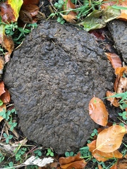 Melinopterus prodromus