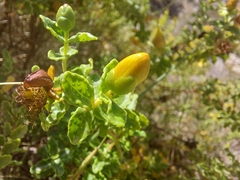 Hypericum balearicum