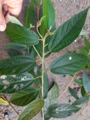 Callianthe rufinerva