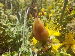 Hypericum balearicum