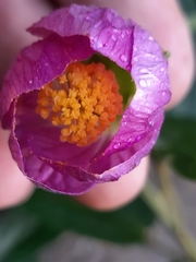 Callianthe rufinerva