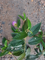 Callianthe rufinerva