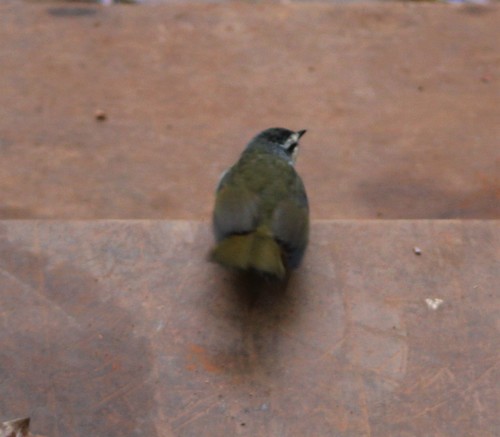 White-striped Warbler (Myiothlypis leucophrys), photo 3