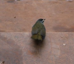 Myiothlypis leucophrys