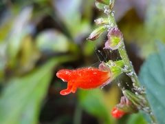 Salvia melissiflora