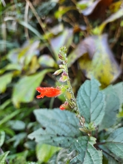 Salvia melissiflora