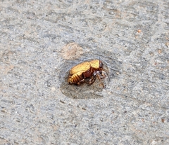 Pachybrachis