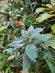 Salvia melissiflora