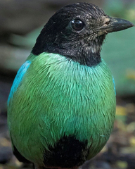 Cyanocorax