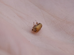 Pachybrachis