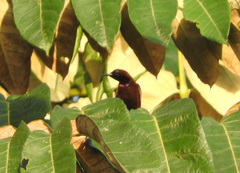 Chalcomitra rubescens