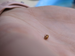 Pachybrachis