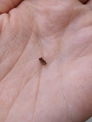 Pachybrachis