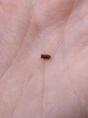 Pachybrachis