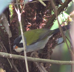 Arremon flavirostris