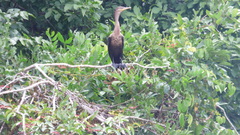 Nannopterum brasilianum