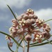 Cutler's Milkweed - Photo (c) Mark Fishbein, some rights reserved (CC BY-NC), uploaded by Mark Fishbein