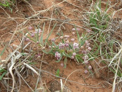 Asclepias uncialis