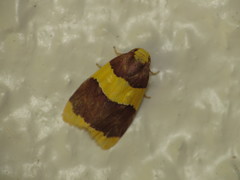 Heterallactis phlogozona