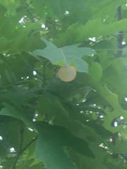 Amphibolips nubilipennis