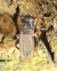 Ischiolepta