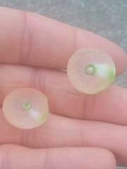 Amphibolips nubilipennis