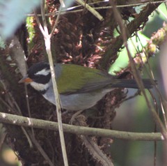 Arremon flavirostris