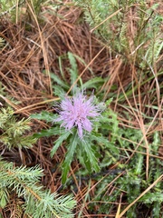 Cirsium pumilum