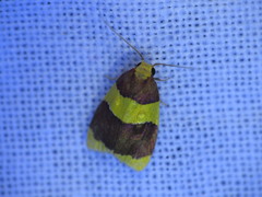 Heterallactis phlogozona
