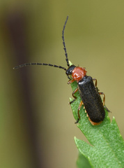 Silis ruficollis