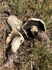 Agaricus crocodilinus