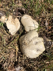 Agaricus crocodilinus