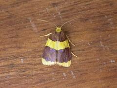 Heterallactis phlogozona