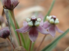 Asclepias uncialis