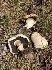 Agaricus crocodilinus